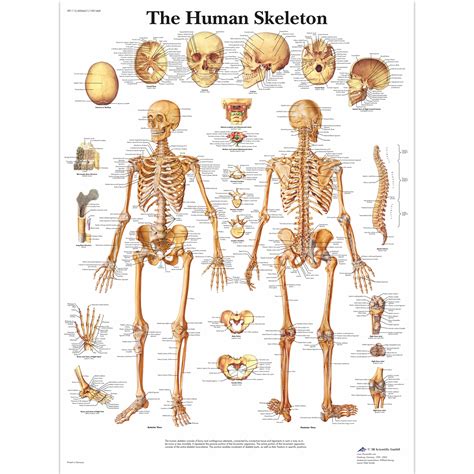 Human Skeleton Poster Human Skeleton Chart Paper
