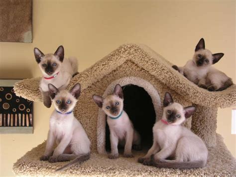 Theyre Beautiful Traditional Siamese Kittens For Sale Siamese Cats