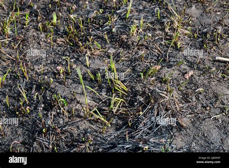 Shoots Of Fresh Green Grass On The Site Of Burnt Grass After A Forest