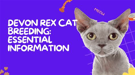Devon Rex Cat Breeding Essential Information Meowblog