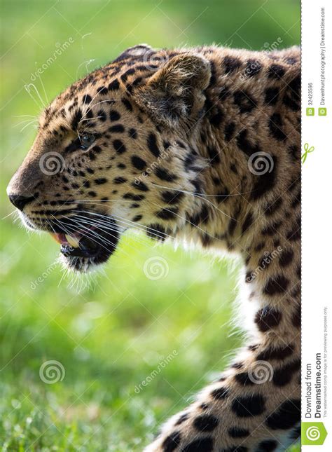 Leopardo De Amur Foto De Archivo Imagen De Felino Despredador 32423596
