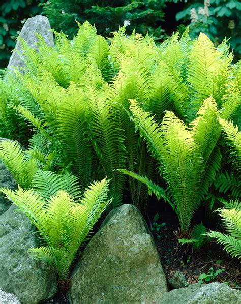 How To Use Ferns In Your Garden Or Landscape Longfield Gardens