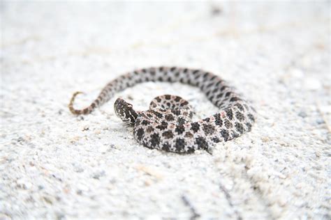 Discover The 3 Types Of Rattlesnakes In Florida Pets Tutorial