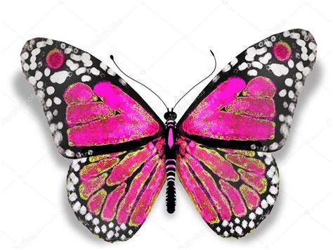 Pink Butterfly Stock Photo By ©buchachonphoto 12972510