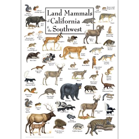 Land Mammals Of California And The Southwest Poster Earth Sky Water