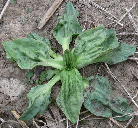 Broad Leaved Plantain Weed Identification Guide For Ontario Crops