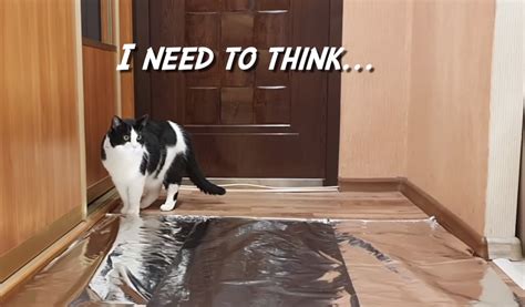 Cat Owner Lays Aluminum Foil In Hallway To See If Cat Will Walk On It