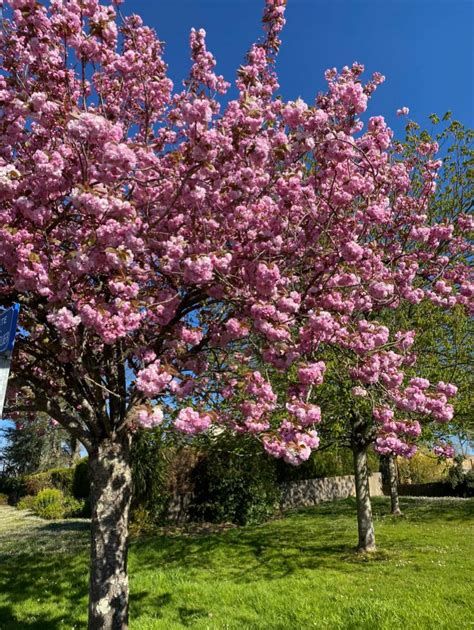 Le cerisier supporte mal la taille. Cerisier du Japon : plantation, taille et entretien