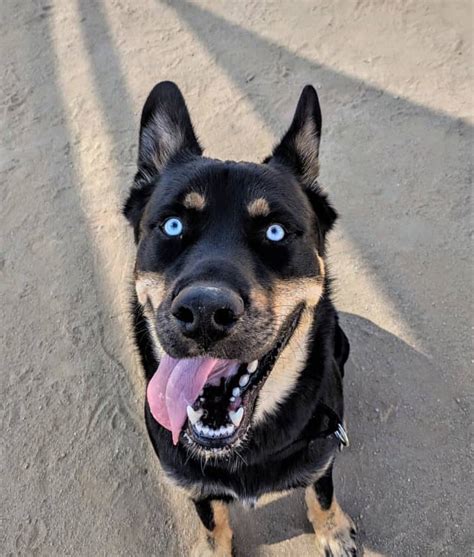 These cross breeds can differ in appearance as they can take up any of the physical features. Rottweiler Husky Mix 🐕 | Vet Reviews | 3 Reasons To Avoid