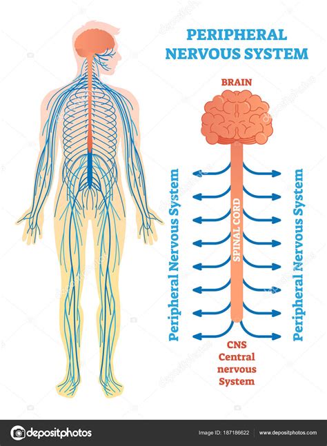 The cns, which comprises the brain and the spinal cord, has to process different types of incoming sensory information. Central Nervous System And Peripheral Nervous System ...