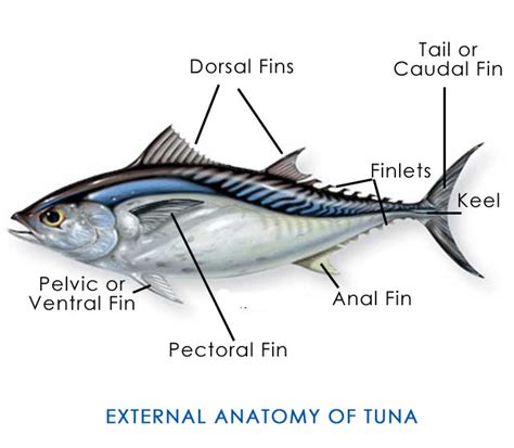 Different Types Of Tuna Know The Difference Get To Know Your Fish