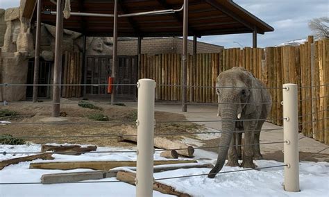 10 Worst Zoos For Elephants Exposed In Shocking New Report
