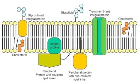 Biology Unit 3 Cell Structure And Transport Flashcards Quizlet