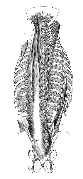 Rib cage muscles (page 1). Antique Illustration Of Human Body Anatomy Neck Spine Rib ...