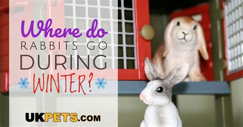 How To Keep Rabbits Warm In Winter Uk Pets