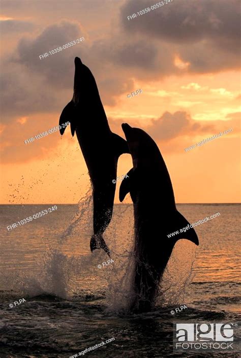 Common Bottlenose Dolphin Tursiops Truncatus Two Adults Leaping