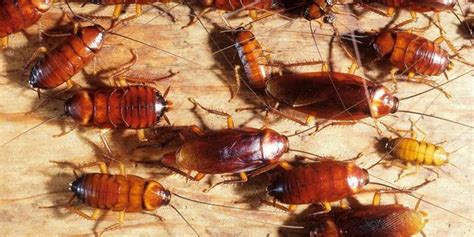 Pest Company Wants To Pay You 250k To Release 100 Cockroaches Into Your Home Here Are The