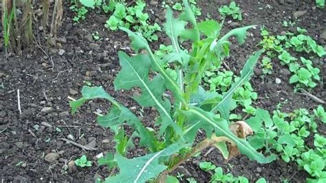 Wild Lettuce Lactuca Virosa And Serriola With Garden Youtube