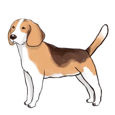 How To Draw A Beagle Beagle Drawings Animal Drawings