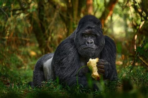do gorillas eat meat the gorilla diet explained