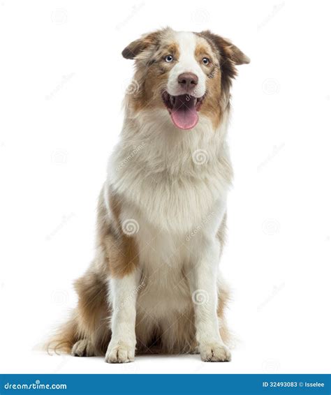Australian Shepherd Puppy Sitting And Panting 10 Months Old Stock