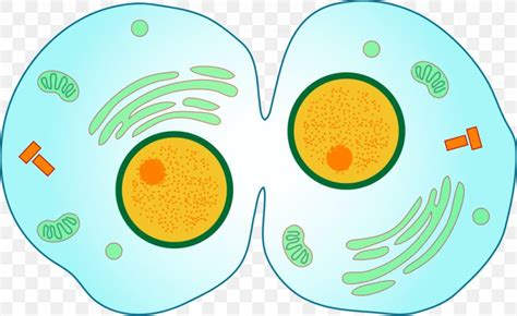 Cytokinesis Mitosis Cell Division Meiosis Png 1024x628px Cytokinesis