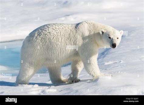 Wild Polar Bear On Pack Ice North Of Svalbard Arctic Norway Stock