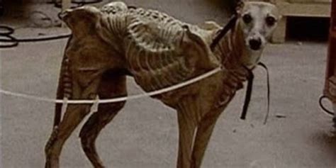 The Chest Burster Dog From Alien 3 Alien Covenant Forum