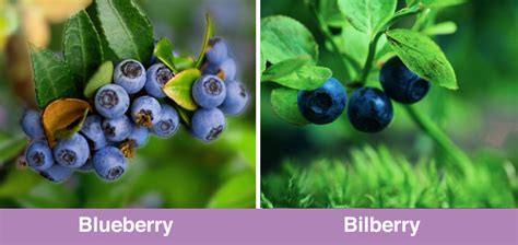 Bilberry Vs Blueberry What Are The Key Differences Purple Superfoods