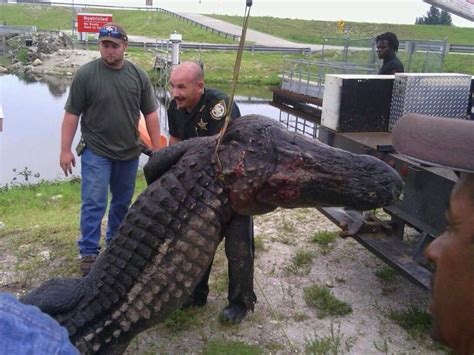 This Giant Alligator Was Just Pulled Out Of Lake Okeechobee Southern