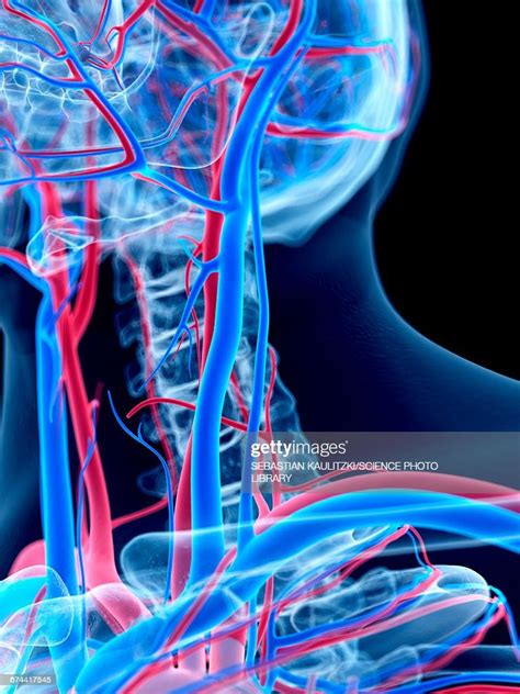 Vascular System Of Neck High Res Vector Graphic Getty Images