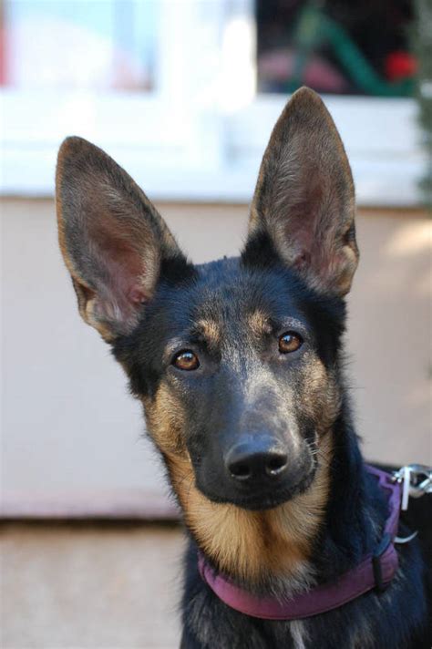 Top 10 When Do German Shepherds Ears Stand Up You Need To Know