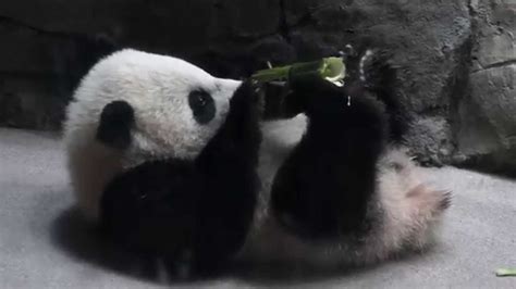 Giant Panda Bao Baos Goodies Youtube