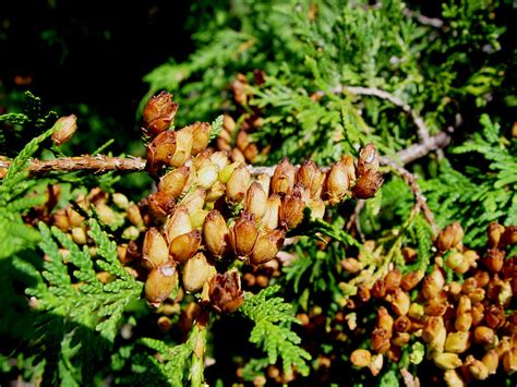 Cedar Tree Seeds Some Trees Are Very Heavy With Seeds This