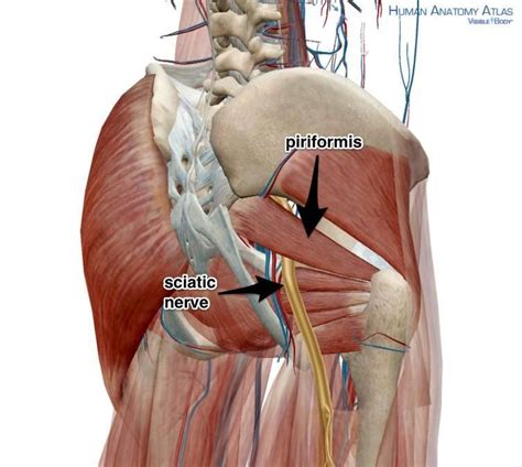 Anatomy Time Note The Proximity Of Piriformis And Sciaticnerve Stretchtherapy Piriformis