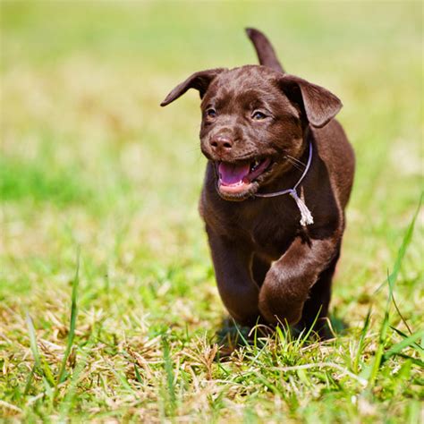 Precious little chocolate lab puppies with their big eyes, huge hearts and chubby paws take center stage. These Pictures of Chocolate Lab Puppies Are a Canine Brownout
