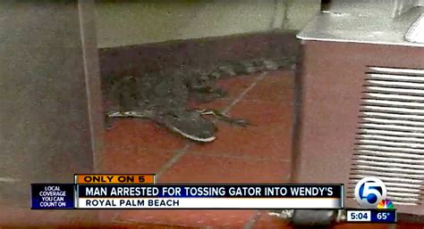 Some Guy In Florida Threw An Alligator Through A Wendys Drive Through