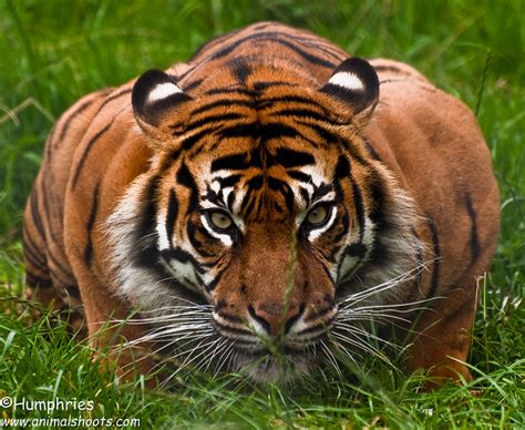 Chester Zoo Sumatran Tiger A Photo On Flickriver