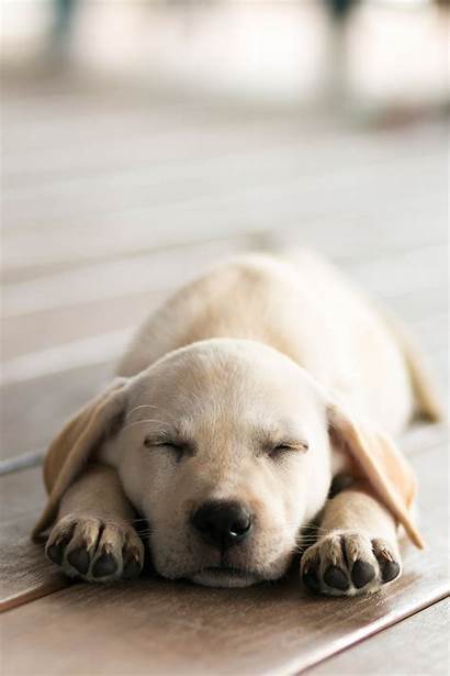 Labrador Puppy Lab Dog Labradors Facts Sleeping