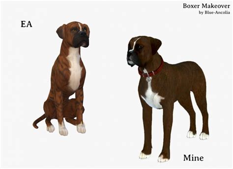 Boxer Makeover At Blue Ancolia Sims 4 Updates