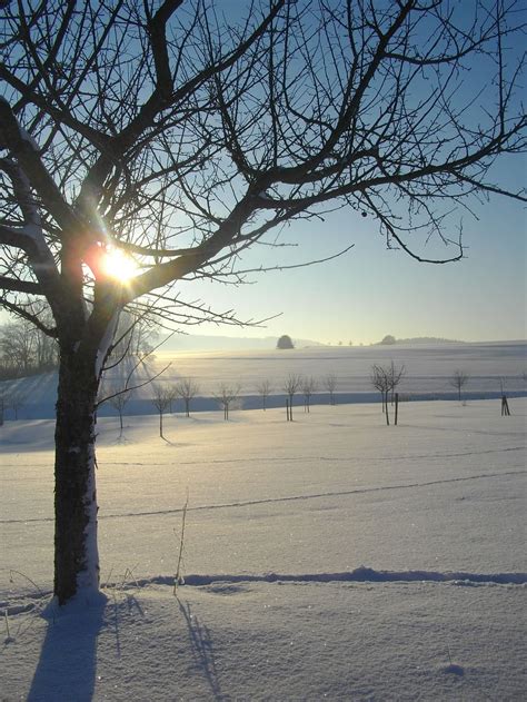 Free Download Apple Tree Winter Snow Cold Sun Snow Landscape