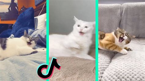 Nestle Crunch Tiktok Cat Compilation Youtube
