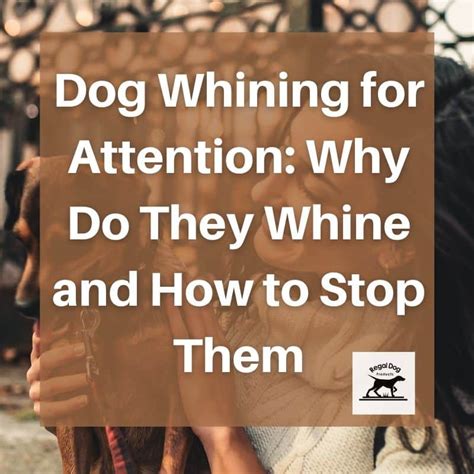 Dog Whining For Attention Why Do They Whine And How To Stop Them
