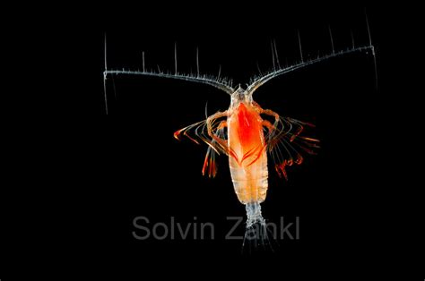 Marine Planktonic Copepod Euchirella Sp Plankton Plankton