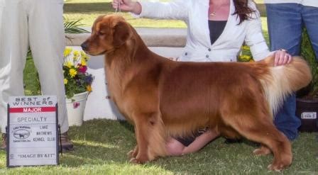 All the breeders on this page are committed to not only placing their. Goldenwind Golden Retrievers - Texas Golden Retriever ...