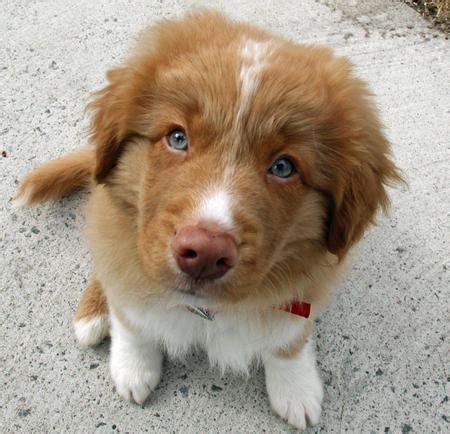 It is always ready for a game or a romp, throwing copious energy into everything it does, but it is not hyperactive and is happy to spend time relaxing or cuddling. Emmet the Nova Scotia Duck Tolling Retriever | Puppies ...