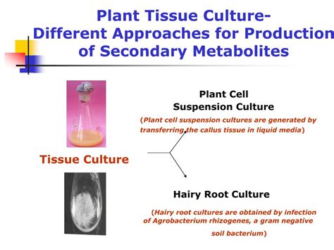 Check spelling or type a new query. PPT - Plant Parts and their main functions PowerPoint ...