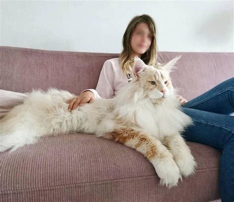 They have a sturdy and rugged look about them. This giant Main Coon cat is taking the internet by storm