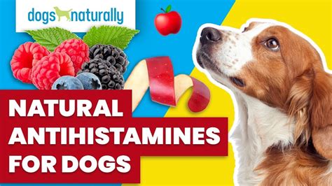 Can A Dog Take Human Antihistamines