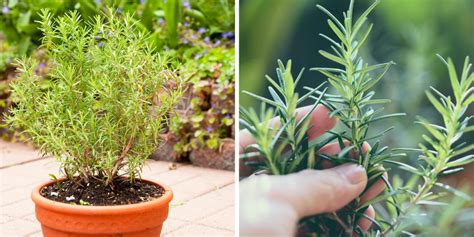 How To Grow And Care For Rosemary Plant Garden Beds